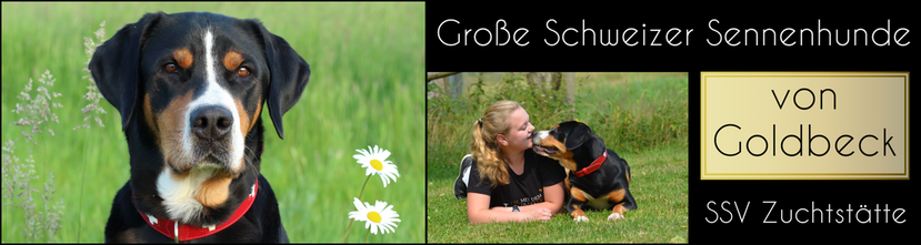 Gro&szlig;e Schweizer Sennenhunde von Goldbeck